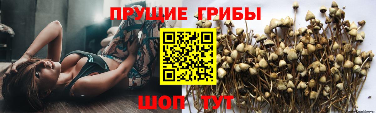 Вологда  Галлюциногенные грибы прущие грибы  Вход с VPN 